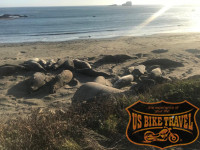 Freilebende Seelöwen auf dem Highway 1 California US BIKE TRAVEL