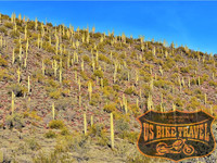 Saguaros - US BIKE TRAVEL™