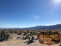 Joshua Tree Nationalpark