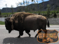 Büffel am Yellowstone Nationalpark - US BIKE TRAVEL