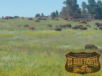 Freilebende Büffel am Custer Statepark - US BIKE TRAVEL