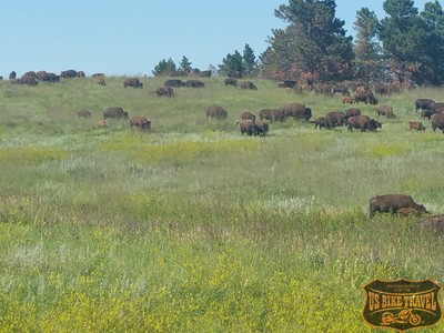 Buffalos am Custer State Park - US BIKE TRAVEL™